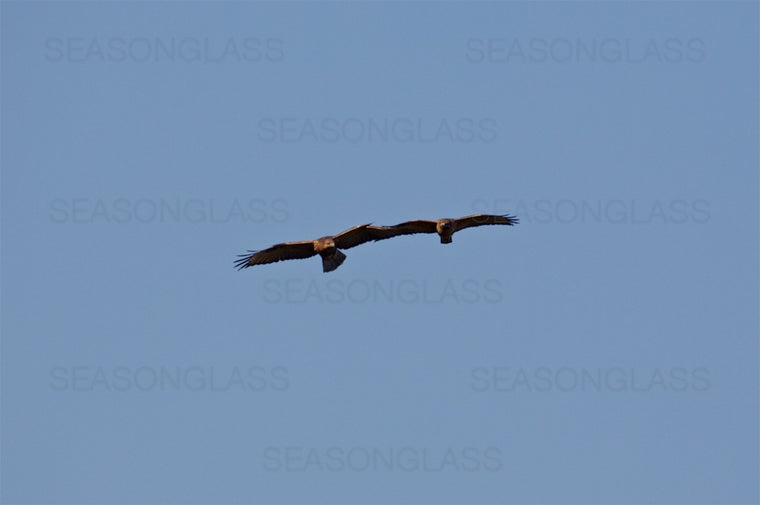 Birds in Flight