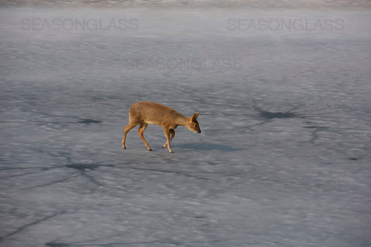 Water Deer