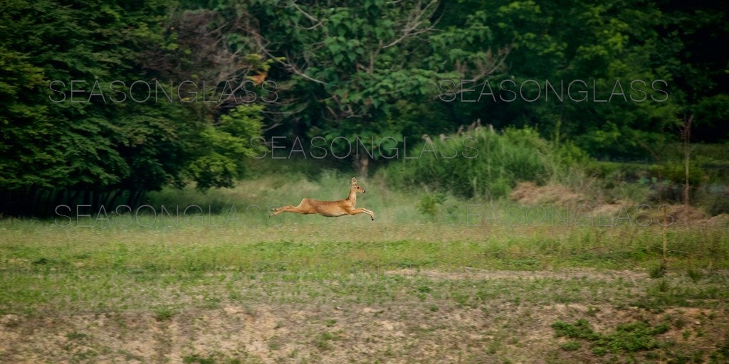 Water Deer