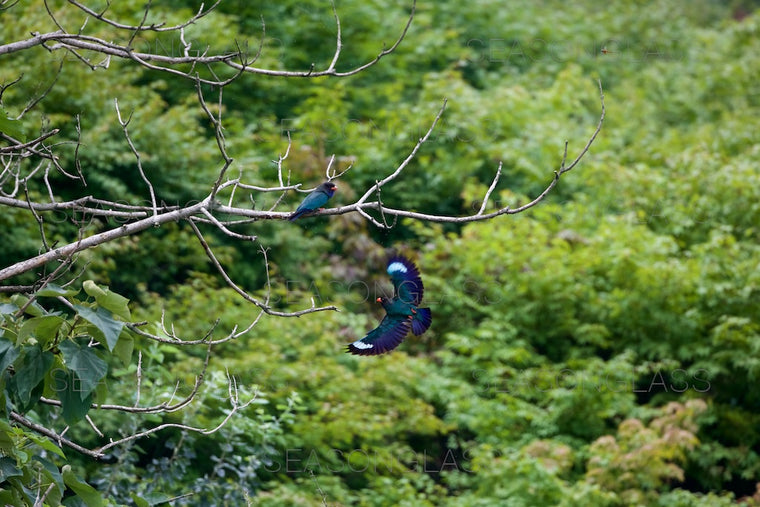 Oriental Dollarbird