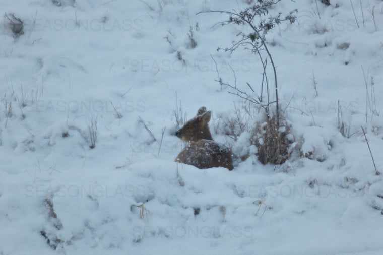 Water Deer