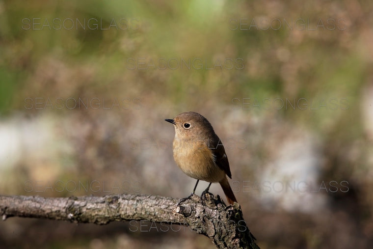 Daurian Redstart