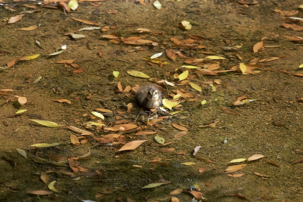 Spot-billed Duckling