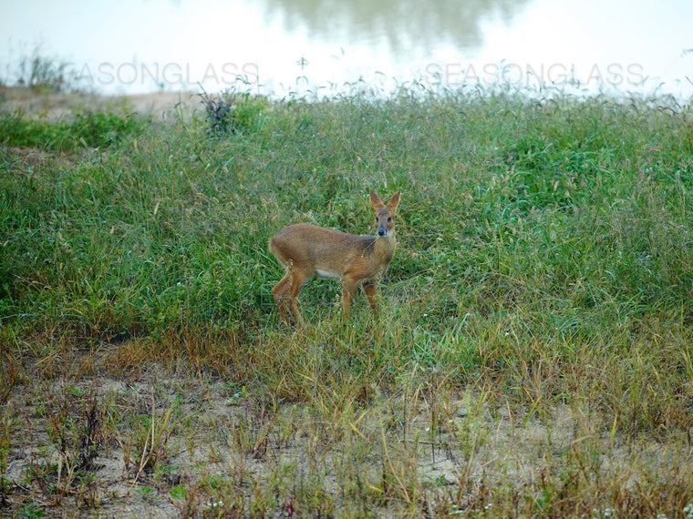 Water Deer