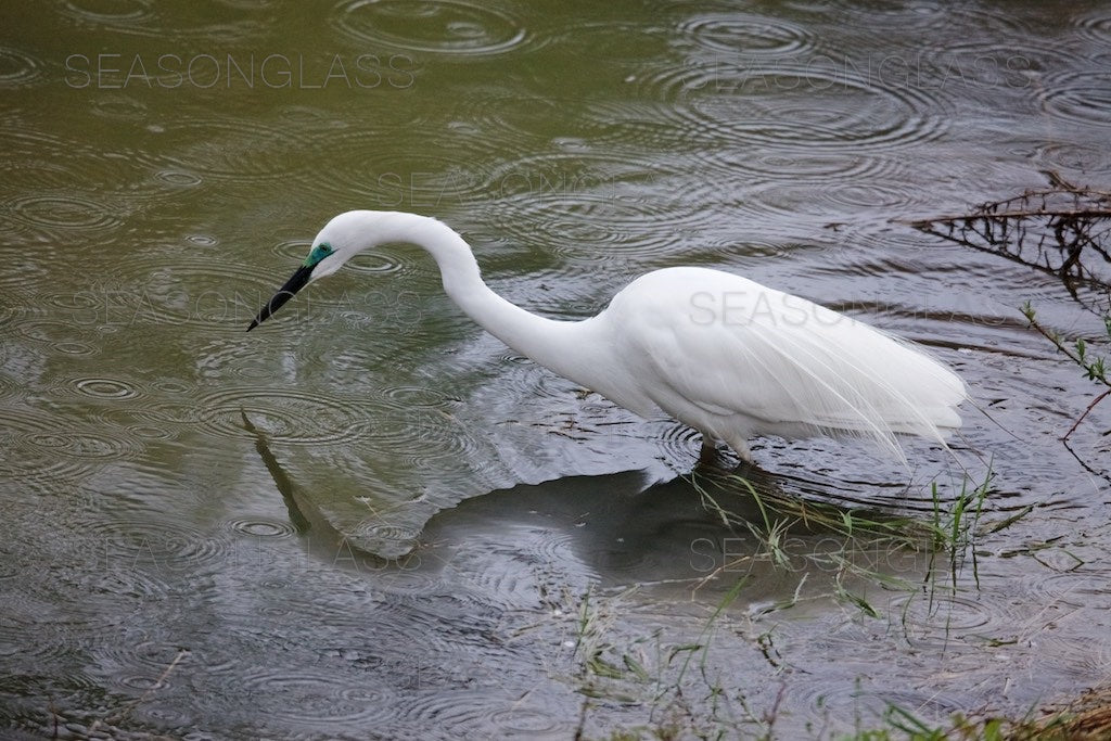 Egret