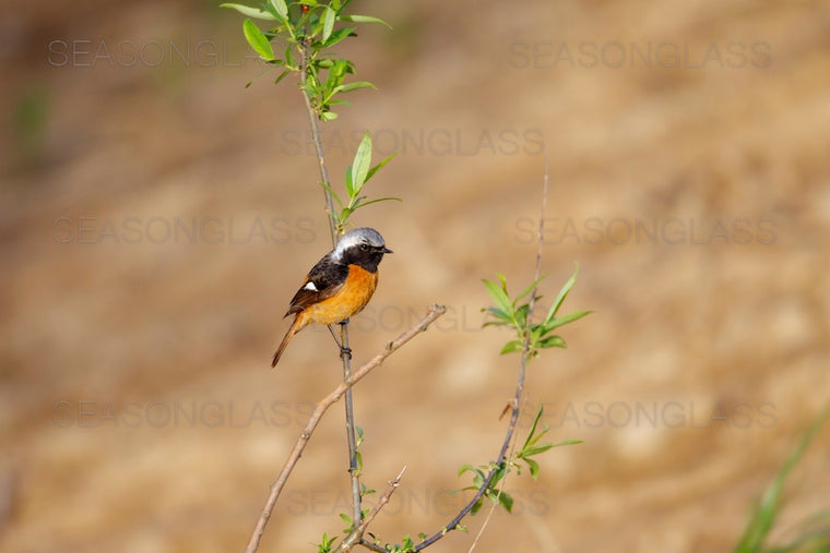 Daurian Redstart