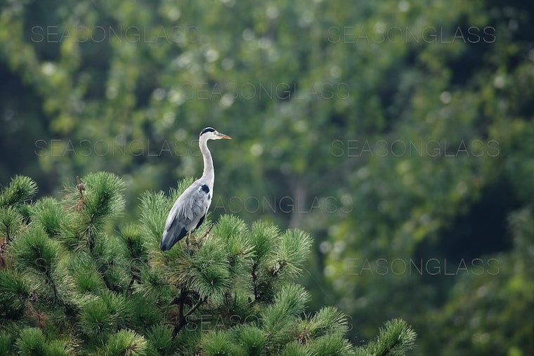 Grey Heron