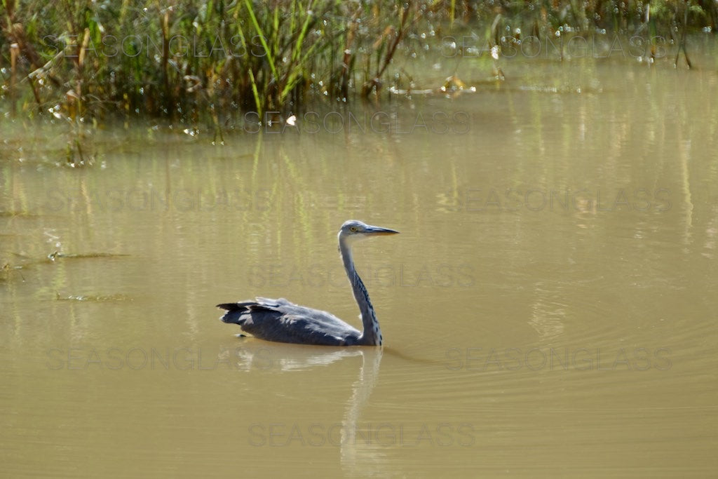 Grey Heron