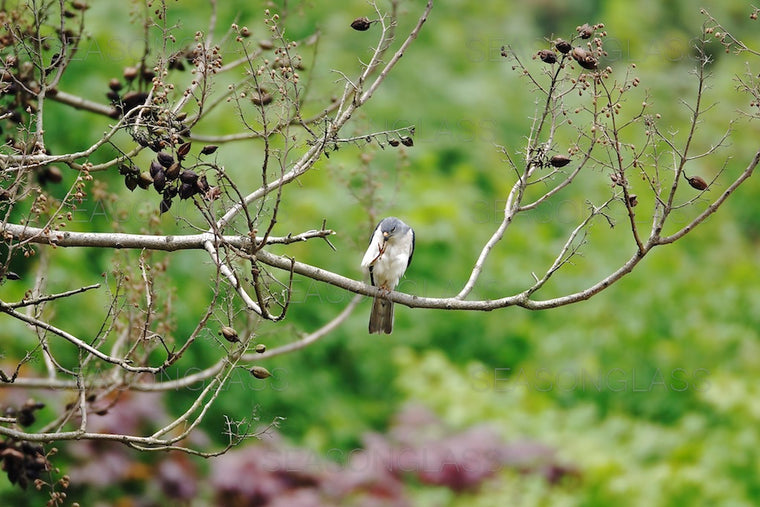 Chinese Sparrowhawk