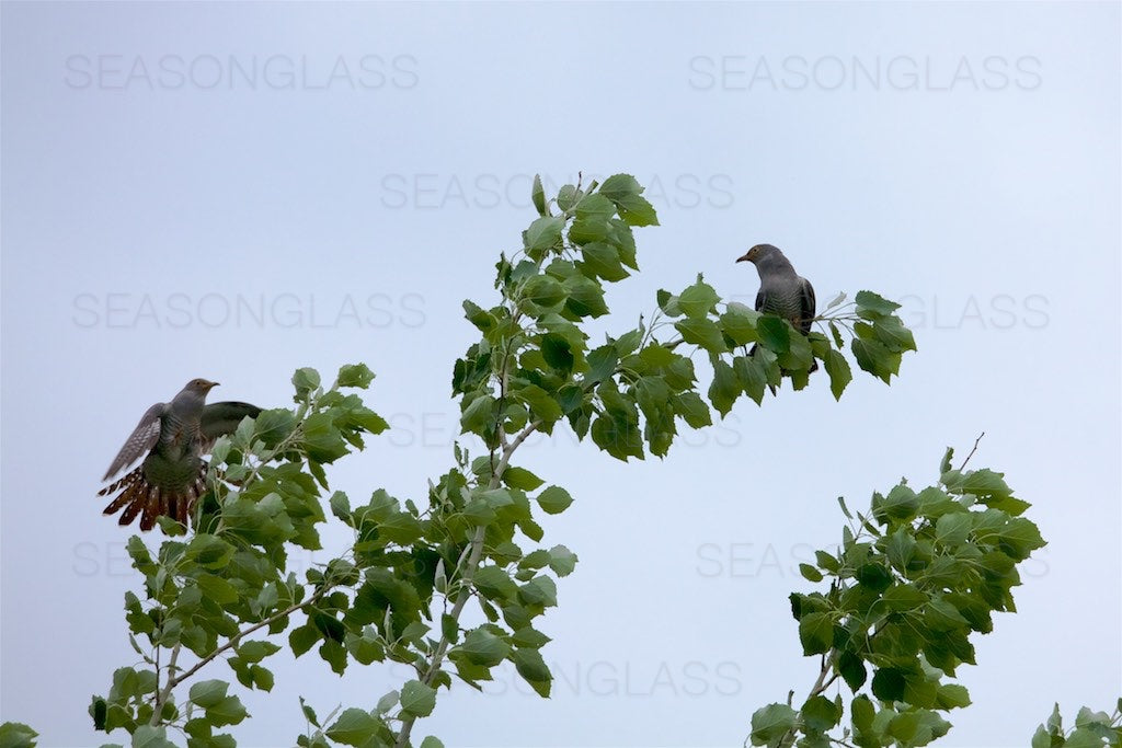 Common Cuckoos