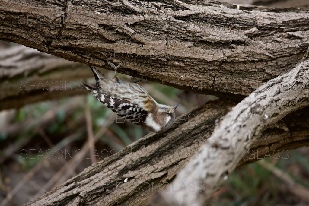 Pygmy Woodpecker