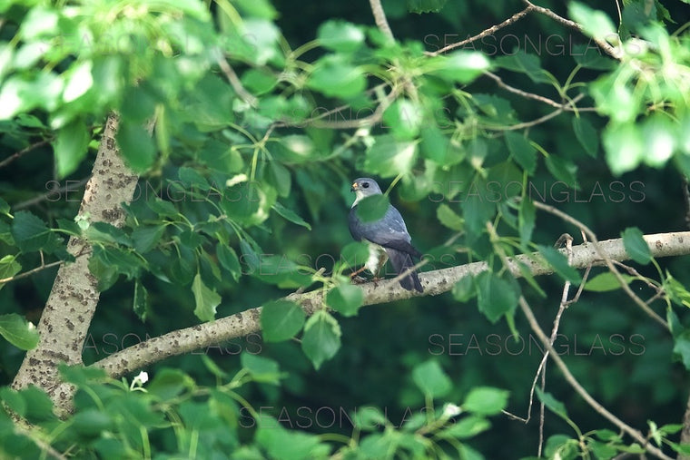 Chinese Sparrowhawk