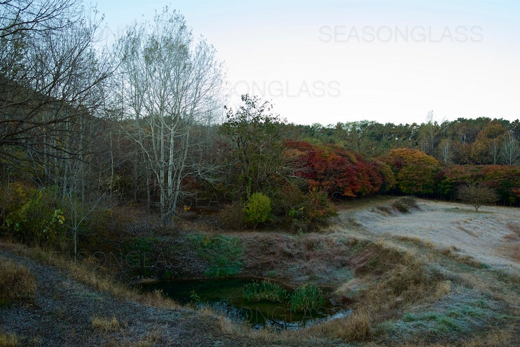 Woods in Autumn