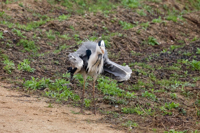 Grey Heron