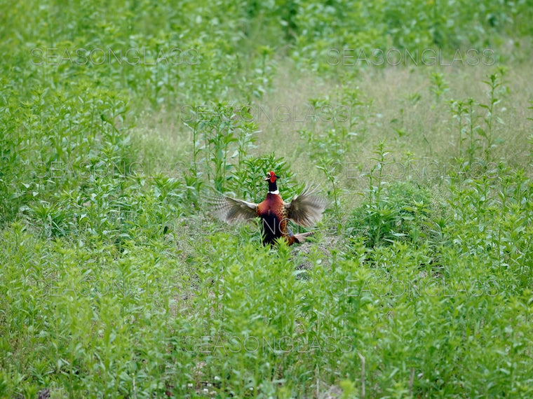 Pheasant
