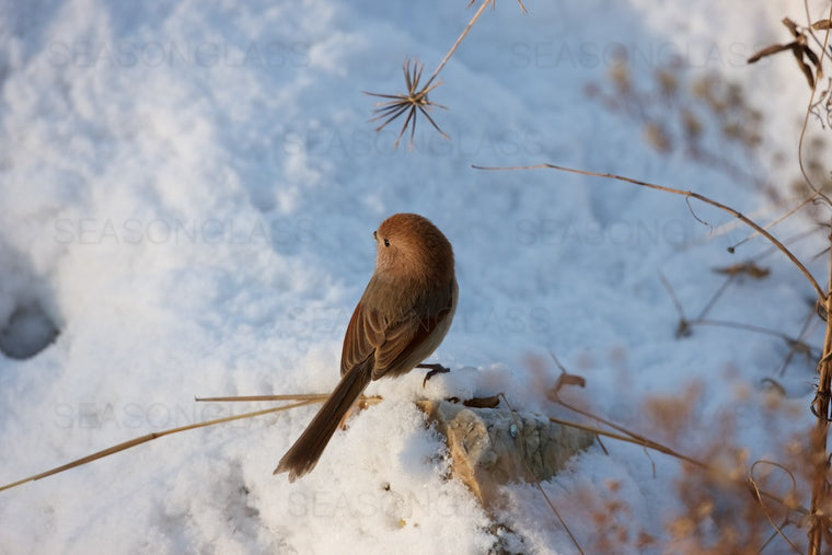 Vinous-throated Parrotbill