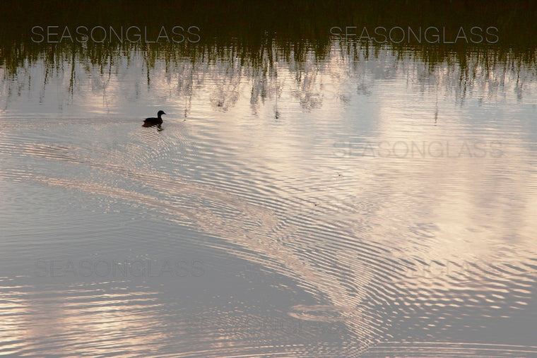 Reflection and Mandarin Duck