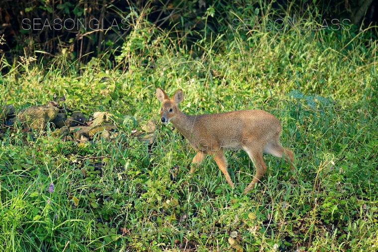 Water Deer