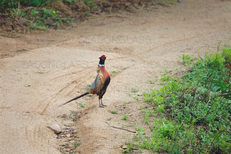 Cock Pheasant