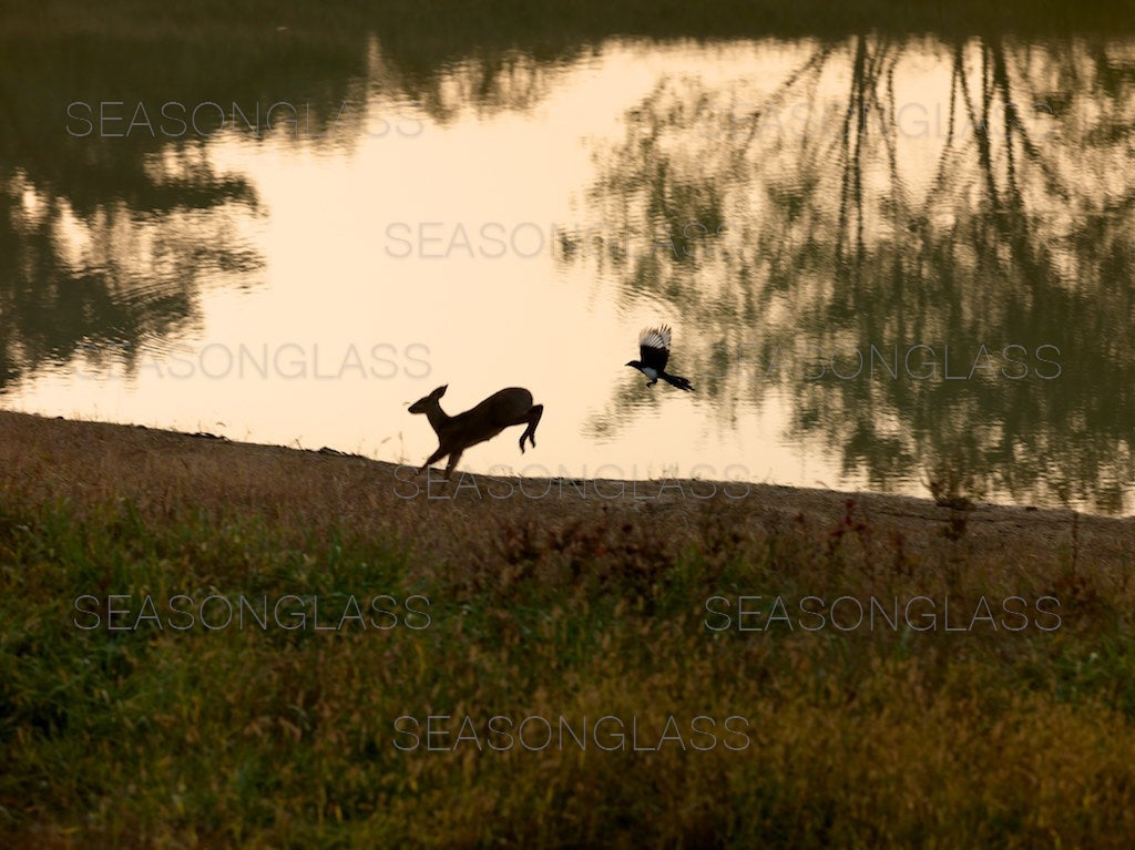 Magpie and Water Deer