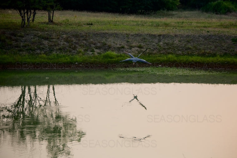 Grey Heron