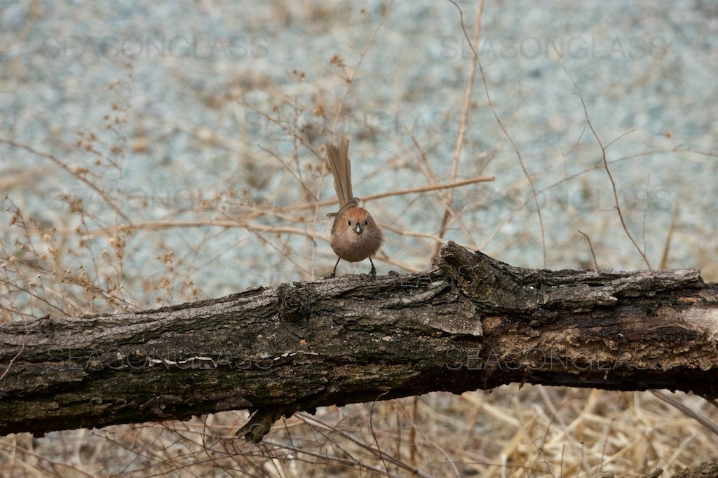 Vinous-throated Parrotbill