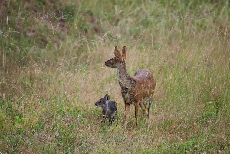 Water Deer