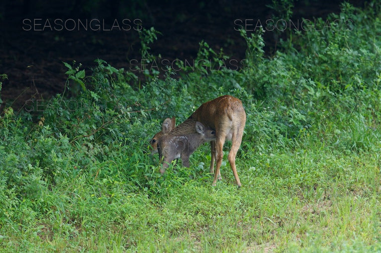 Water Deer