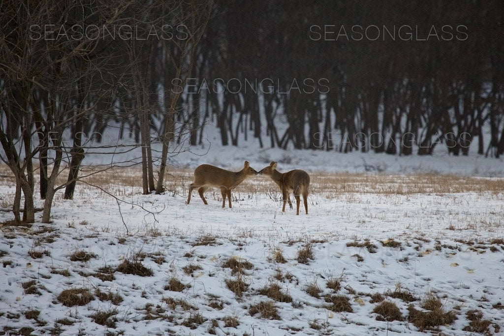 Water Deer