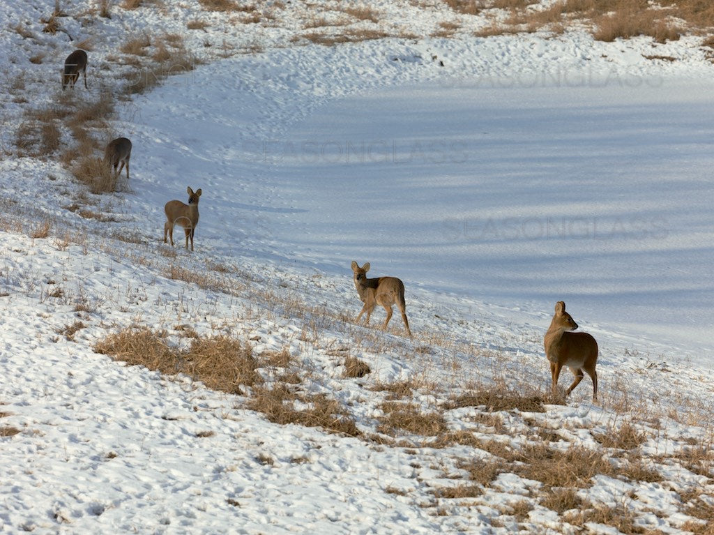 Water Deer