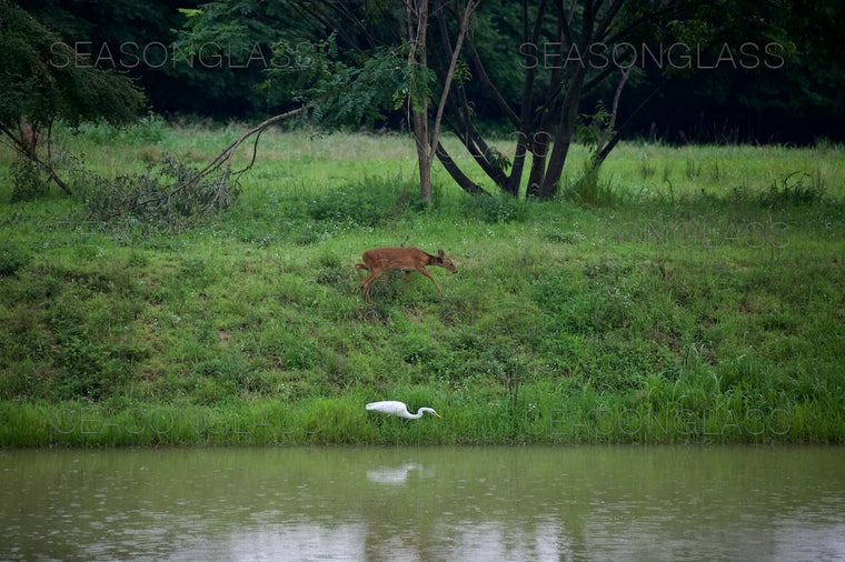 Water Deer and Egret