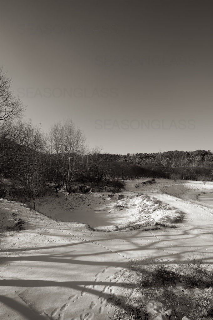 Woods in Winter