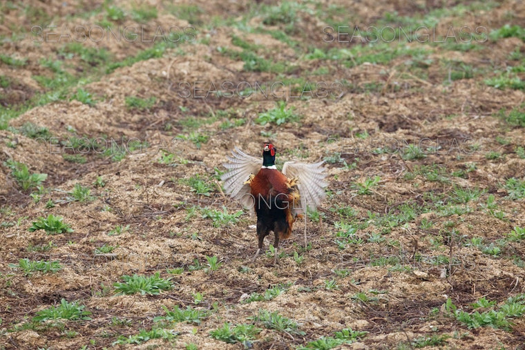 Cock Pheasant