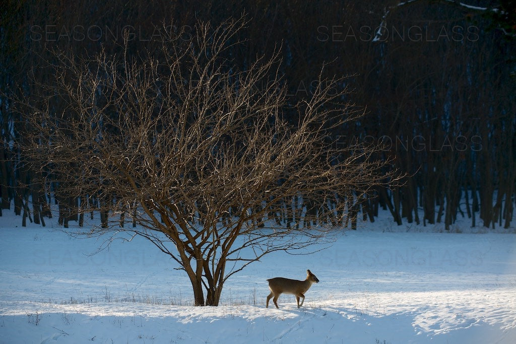 Water Deer