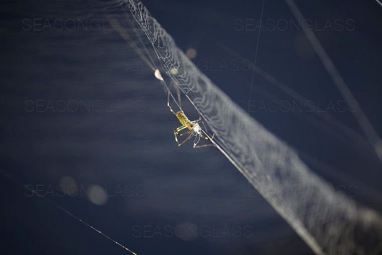 Spider