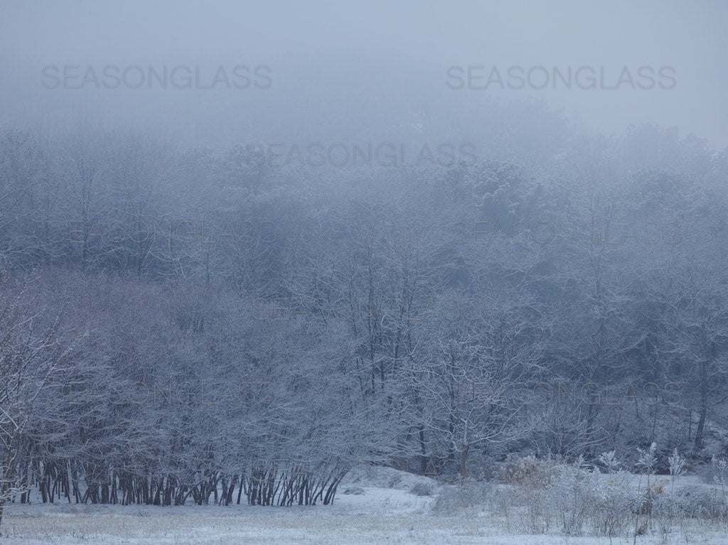 Woods in Winter