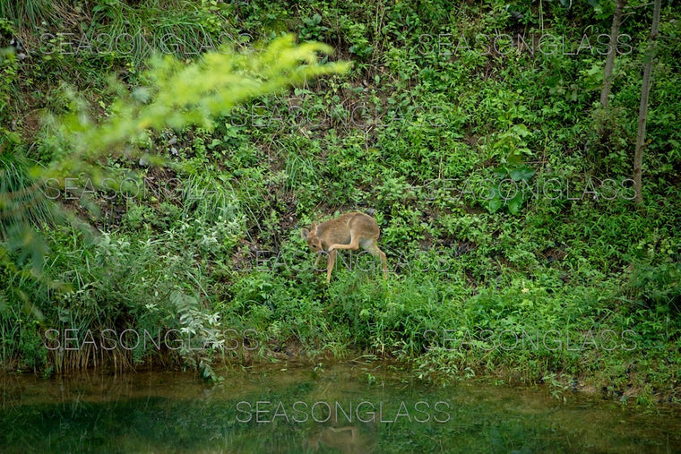 Water Deer