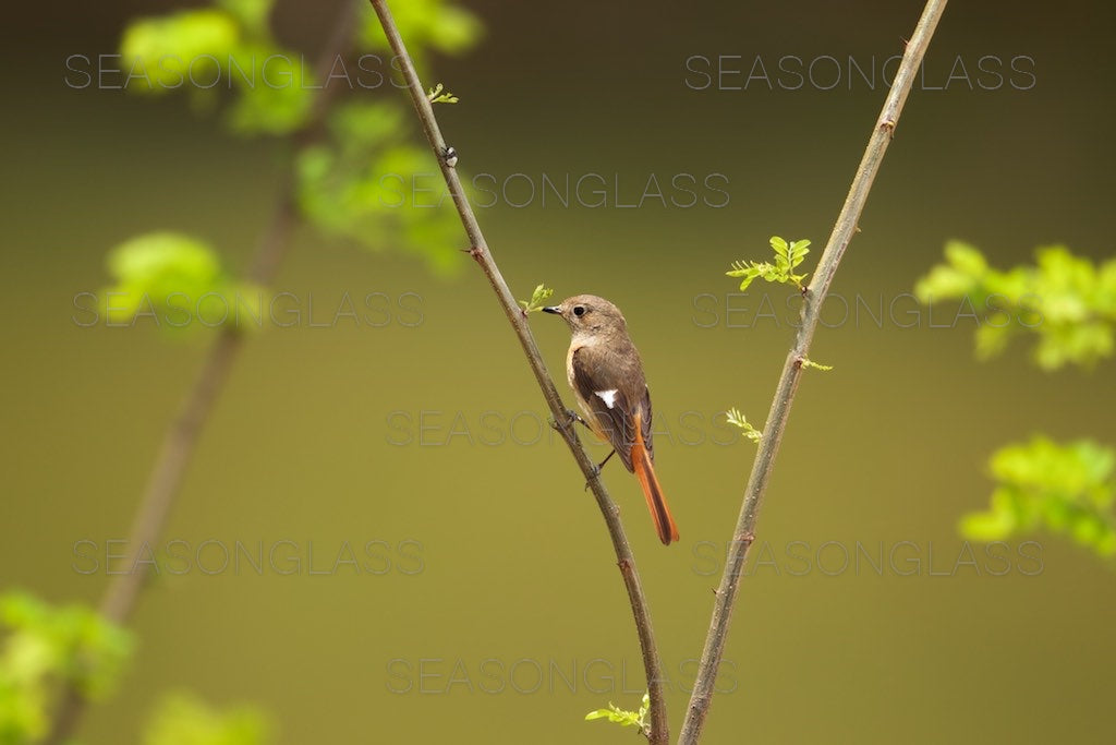 Female Daurian Redstart