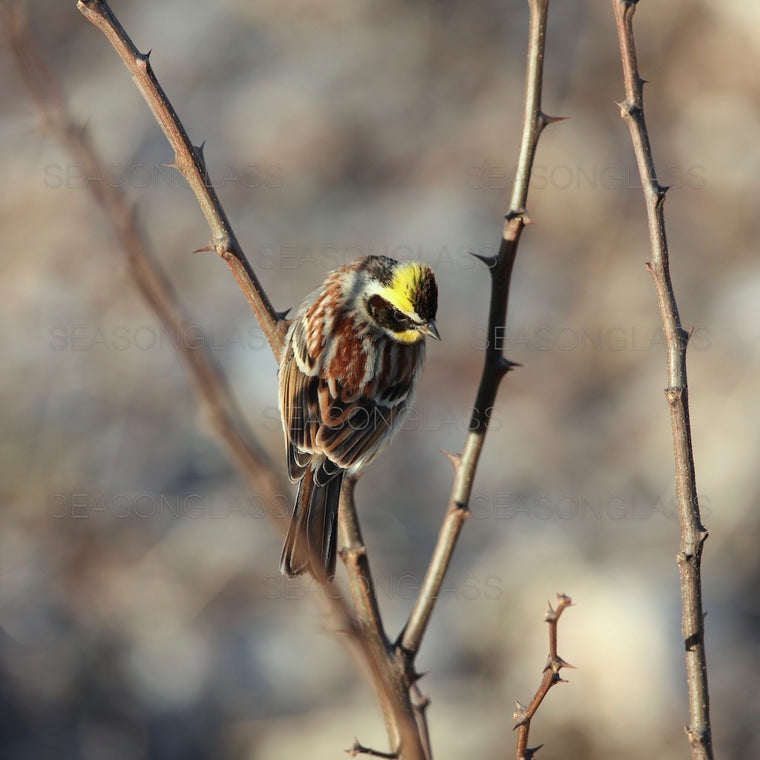 Yellow-throated Bunting