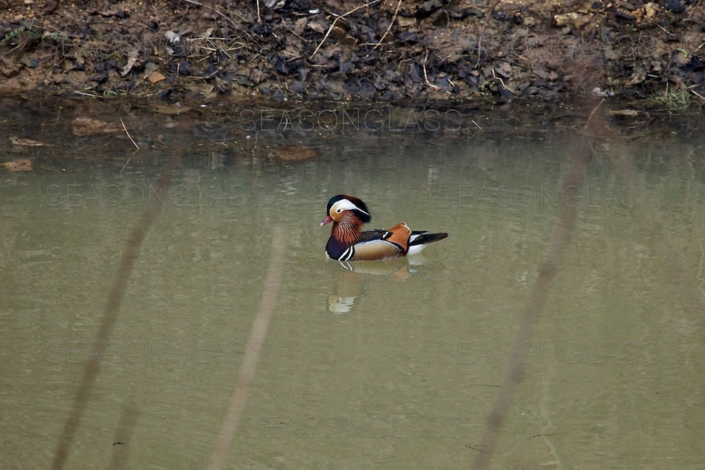 Male Mandarin Duck