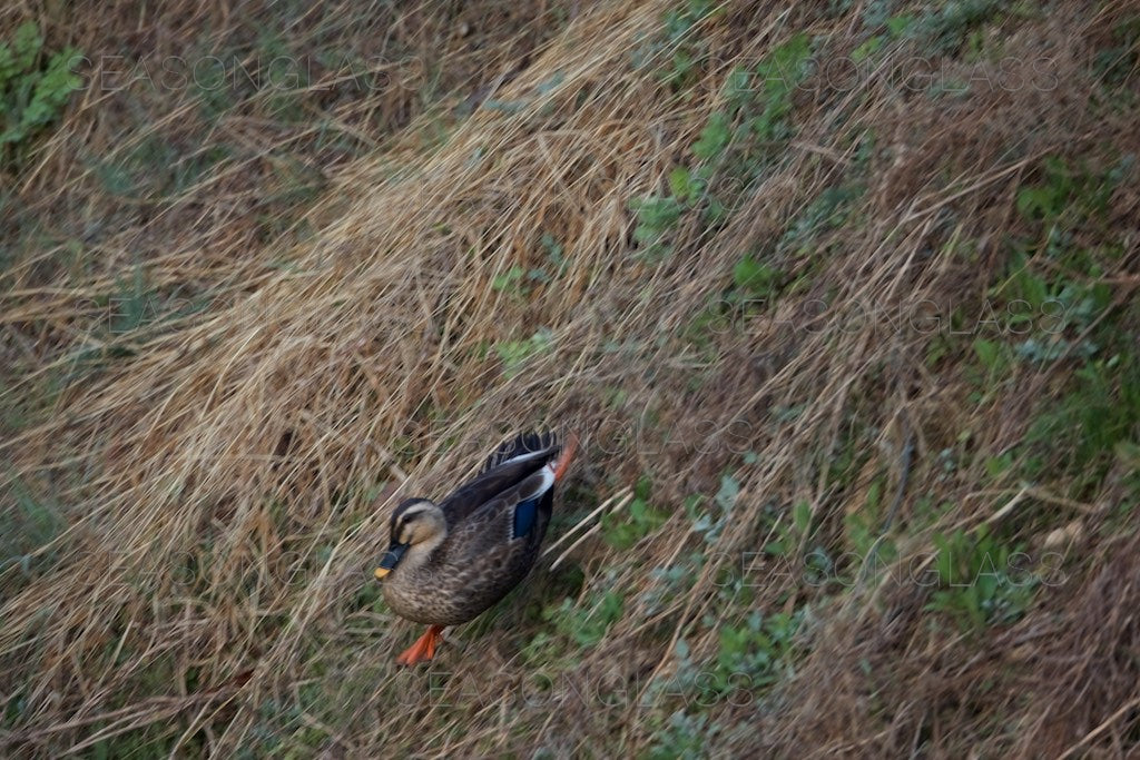 Spot-billed Ducks