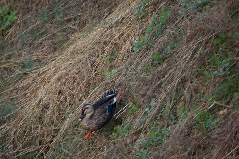 Spot-billed Ducks