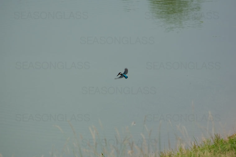 Common Kingfisher