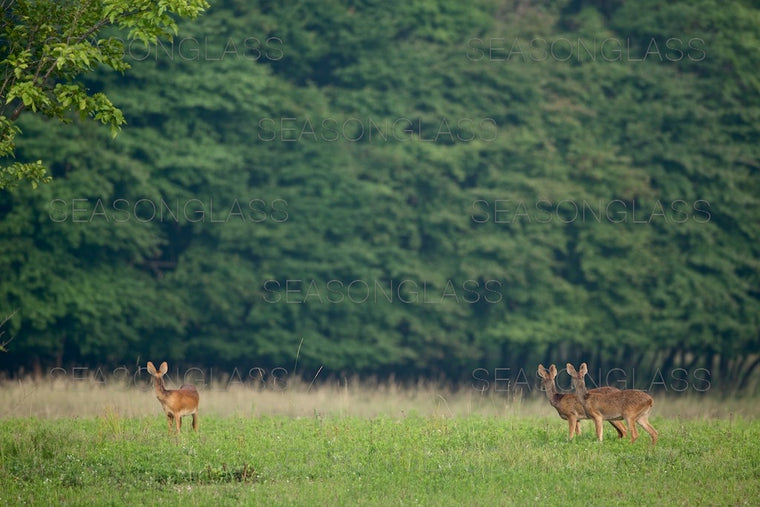 Water Deer