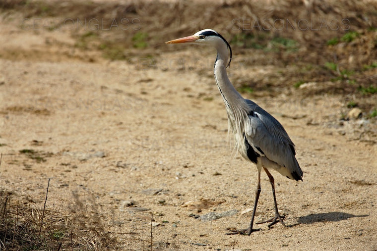 Grey Heron