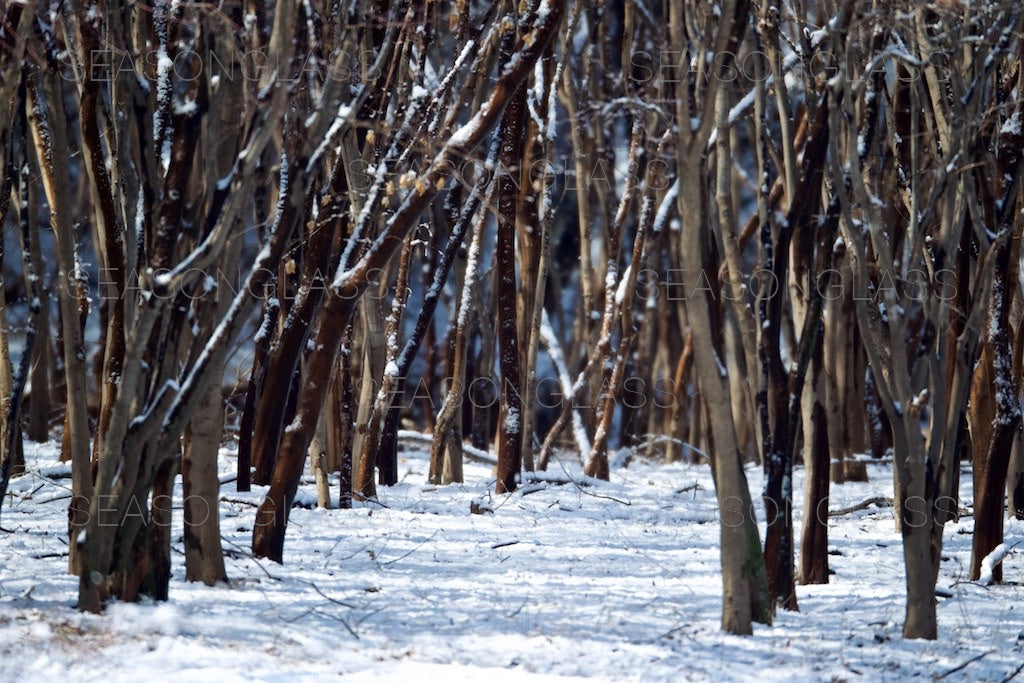 Maple Trees in Winter