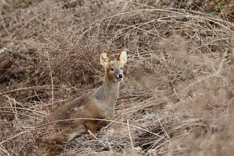 Water Deer