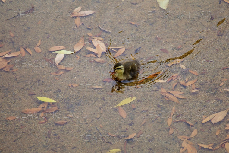 Spot-billed Duckling