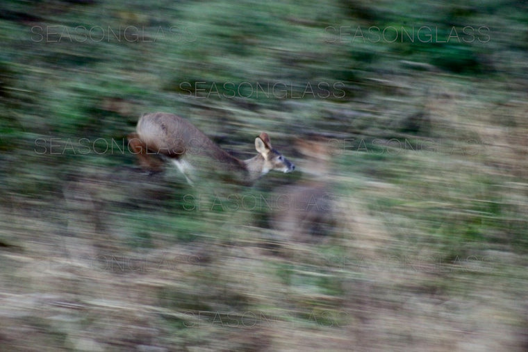 Water Deer