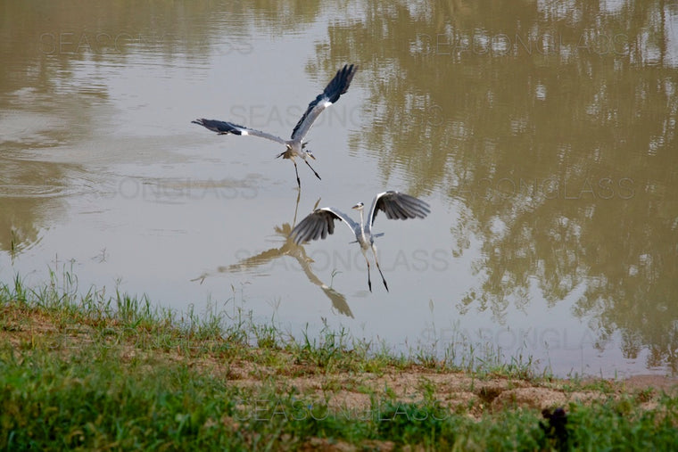Grey Herons